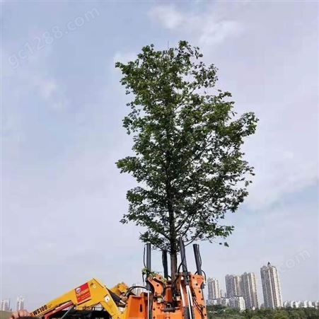 大型挖树机 大型移树设备