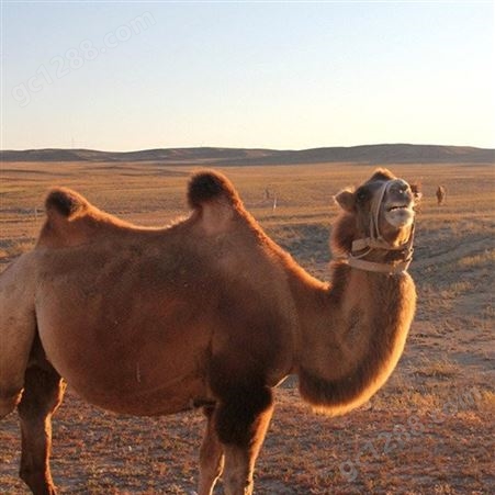 活体观赏骆驼 单峰骆驼苗 现货销售 成人小孩可骑乘