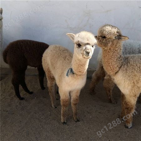 背毛丰富头脸漂亮宠物羊驼养殖 适用于家养景区观赏 性格温顺