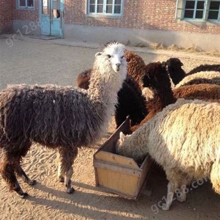 观赏羊驼养殖 被毛轻柔有弹性 脖颈细长各年龄段均有