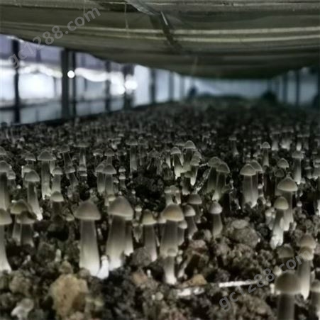 联盛 鸡枞菌菌包供应 栽培菌包 欢迎咨询