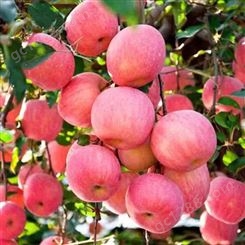 山东红富士苹果 市场采购美八苹果 伟强果蔬供应基地 欢迎装车