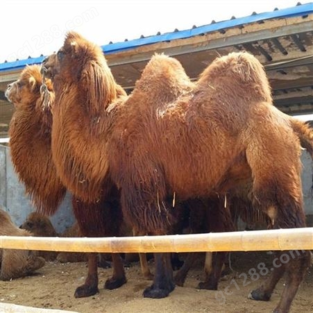活体观赏骆驼 单峰骆驼苗 现货销售 成人小孩可骑乘