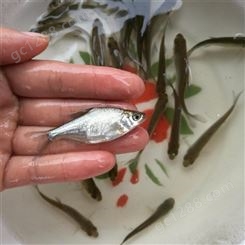 深圳苗圃 鳊鱼苗 水生植物为食 淡水鱼类养殖 三角鲂鱼苗采购