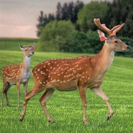 景区长角梅花鹿 成年怀孕母鹿大型养殖  自然散养 灵敏度高