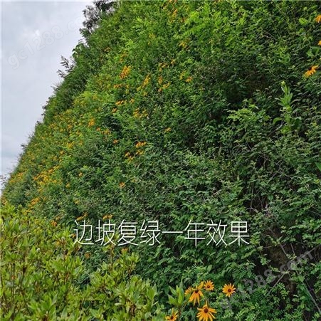 贵州边坡绿化公司 生态修复 矿山复绿 挂网客土喷播 TBS边坡植草