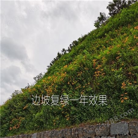 贵州边坡绿化公司 生态修复 矿山复绿 挂网客土喷播 TBS边坡植草